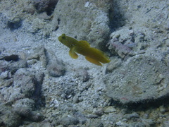 Cryptocentrus cinctus