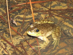 Lithobates grylio
