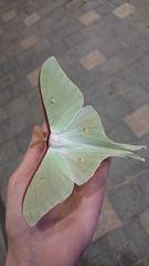 Actias artemis