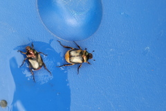 Pseudosinghala dalmanni