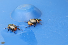 Pseudosinghala dalmanni