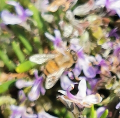 Apis mellifera