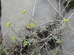 Odontarrhena obovata