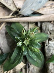 Gentiana bambuseti