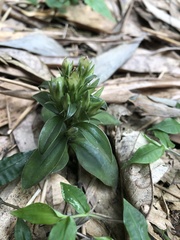 Gentiana bambuseti