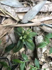 Gentiana bambuseti