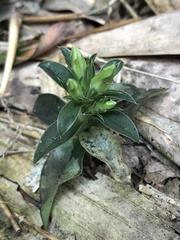 Gentiana bambuseti