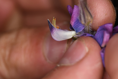 Lupinus costaricensis