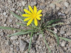 Gazania linearis linearis