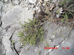 Thymus bashkiriensis