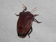 Basicryptus costalis