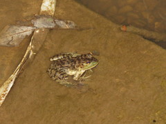 Lithobates grylio
