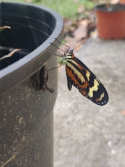 Mechanitis polymnia kayei