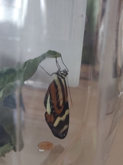 Mechanitis polymnia kayei