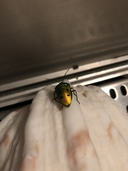 Calliphara excellens