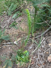 Anarrhinum bellidifolium
