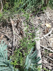 Genista triacanthos