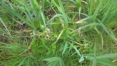 Taraxacum lamprophyllum
