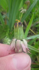 Taraxacum lamprophyllum