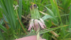Taraxacum lamprophyllum