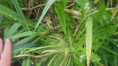 Taraxacum lamprophyllum