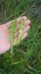 Taraxacum lamprophyllum
