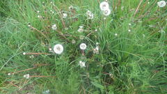 Taraxacum lamprophyllum