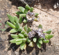 Bergeranthus katbergensis