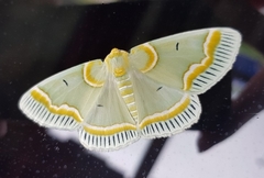 Iotaphora admirabilis