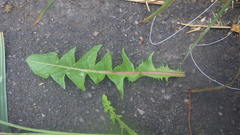 Taraxacum lamprophyllum