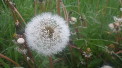 Taraxacum lamprophyllum