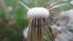 Taraxacum lamprophyllum