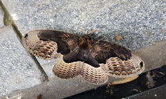 Brahmaea lunulata