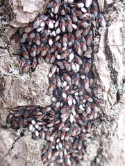 Oxycarenus lavaterae