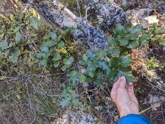 Quercus costaricensis