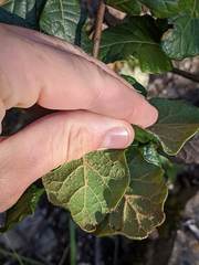 Quercus costaricensis