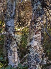 Quercus costaricensis