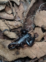 Chactas vanbenedenii