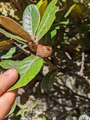 Quercus costaricensis