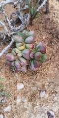 Crassula elegans