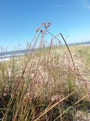 Androtrichum trigynum