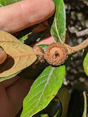 Quercus costaricensis