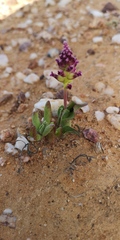 Lachenalia framesii