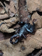 Chactas vanbenedenii