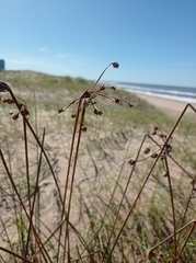 Androtrichum trigynum