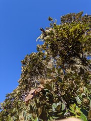 Quercus costaricensis