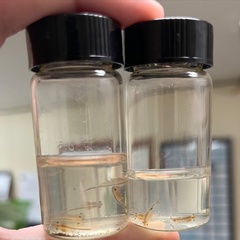 Eubranchipus serratus