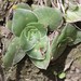 Redspot Stonecrop - Photo (c) Craig Peter, some rights reserved (CC BY-NC), uploaded by Craig Peter