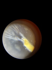 Eubranchipus serratus