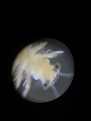 Eubranchipus serratus